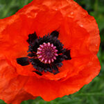 remembrance-day