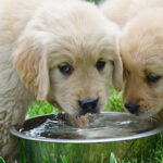 Keeping your pet cool