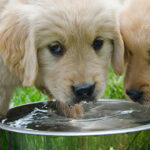 online feature banner