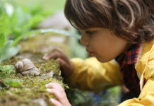 Child looking closely at a snail