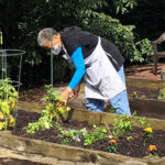 Bénévole plantant un potager.