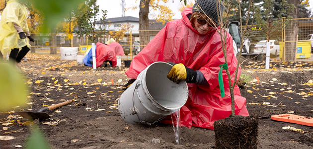 woman pouring water over plantings
